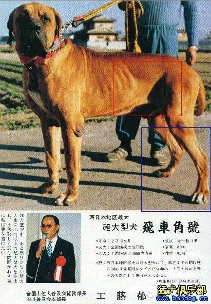 图解标准的东瀛武士 土左犬