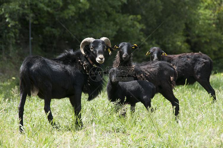 照片 自然风景 群罕见的喀麦隆黑羊.