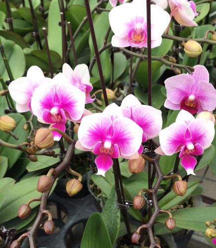 新罗区新兴兰苑花圃蝴蝶兰预订中