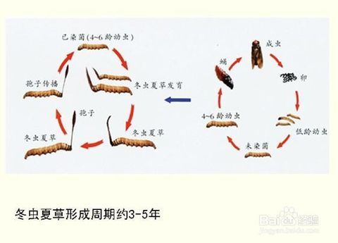 深度揭密冬虫夏草到底是怎么形成的