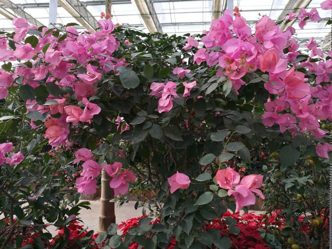 阜宁七彩农业园水晶花宫