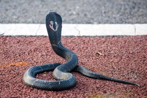 巧遇蛇王险拍一组高清舟山眼镜蛇照片