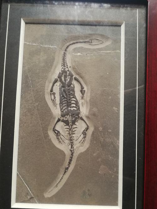 精品推荐贵州龙化石