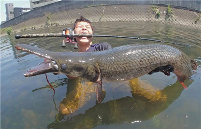 护城河中的鳄雀鳝,日本人无计可施,长达3米,号称淡水鱼的梦魇