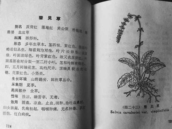 疏影 烛影摇红  巫山一段云 桃源忆故人 又想起了一些中草药名 翻出