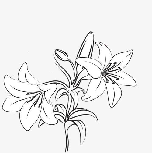 百合花简笔画最简单