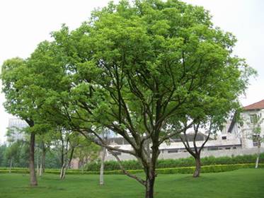 胡桃树生长在中国的那个地方和图片