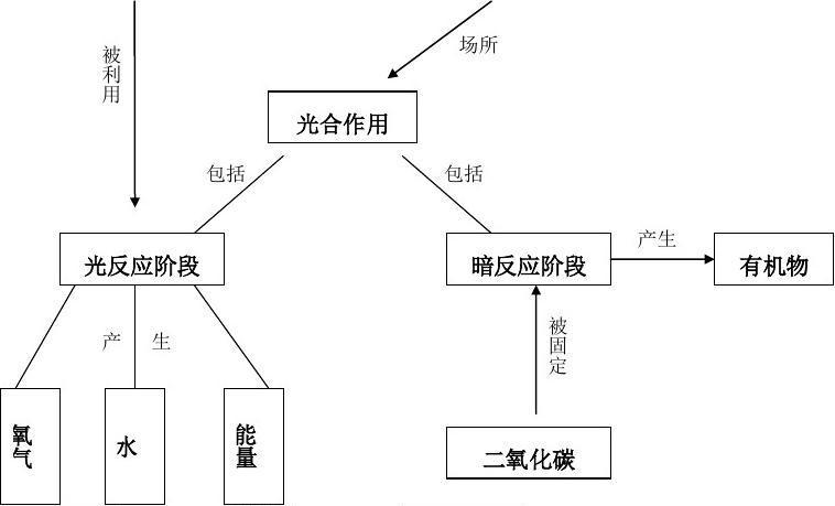 光合作用思维导图