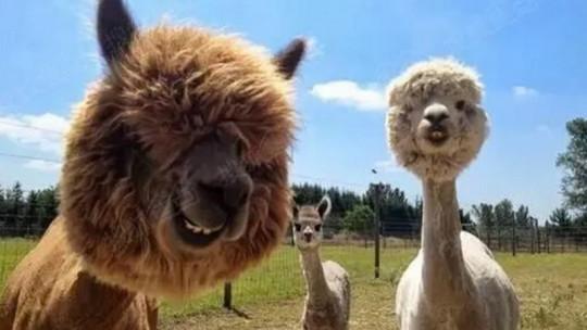 曲阜新鹿动物园