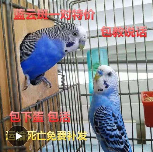 热销活体宠物鸟 竹鸡_鸟活体鹦鹉活体鸟活物宠物鸟虎皮黄化棕头云斑