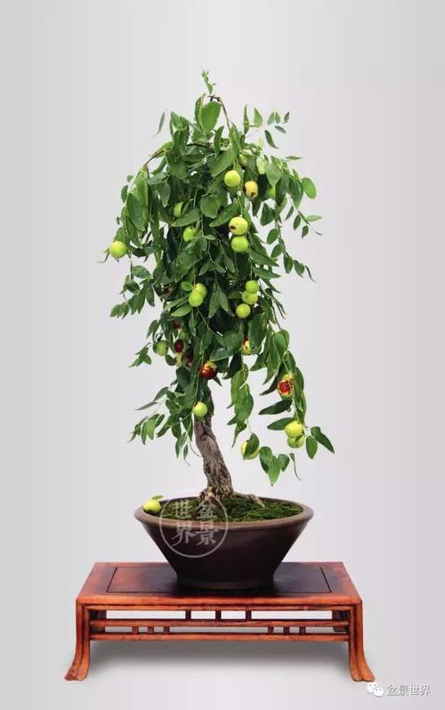 种一棵好树旺一家风水