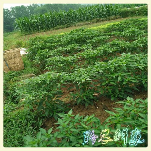 新鲜蔬菜 贵州农家自种红辣椒小米椒朝天椒指天椒剁椒