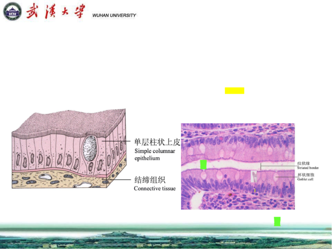单层柱状上皮模式