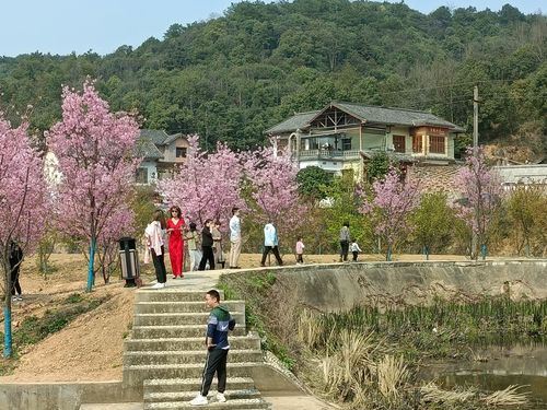 醉美湘潭七星村200亩樱花争相怒放