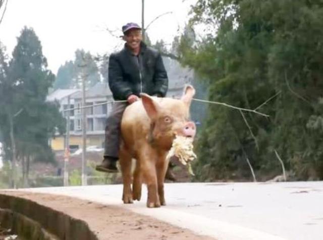 中国这位"骑猪"大爷,每天骑猪出门,曾有人要花10万想