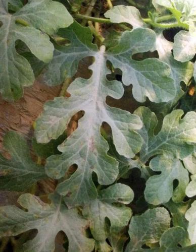 西瓜炭疽病怎样识别,如何防治?