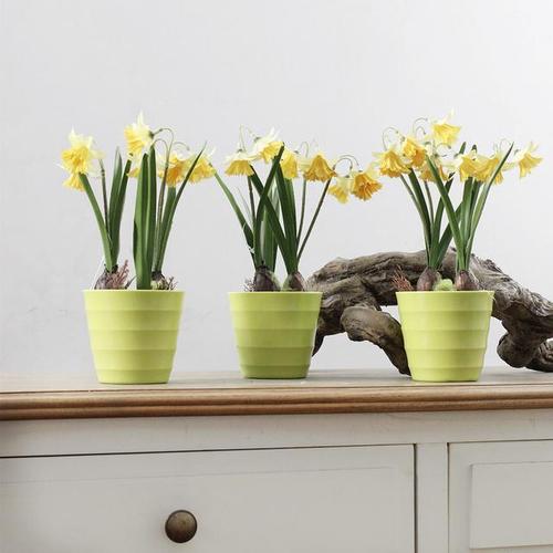 洋水仙盆栽一直不开花?这5点没做到位就难怪了