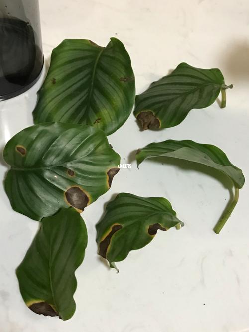 青苹果竹芋的叶子这样持续一个月了,上网查说是叶斑病,因为是新手不