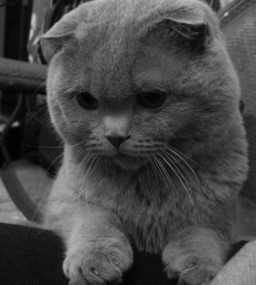 灰色猫咪的情侣头像图片大全