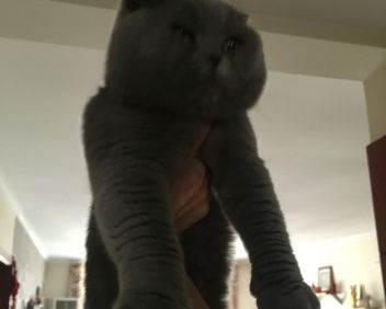 大脸折耳蓝猫种公借配