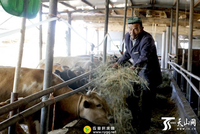 吾加合买提·哈思木在棚圈里喂牛.
