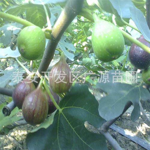 1公分无花果苗 安徽无花果树苗 当年结果无花果树苗