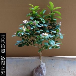盆栽柠檬带花苞盆栽香水柠檬苗柠檬树四季结果盆栽果树苗庭院植物