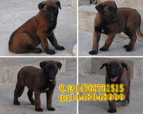 山东金源特种养殖出售,血统犬纯种牧羊犬,马犬,狼青,比特,杜高犬