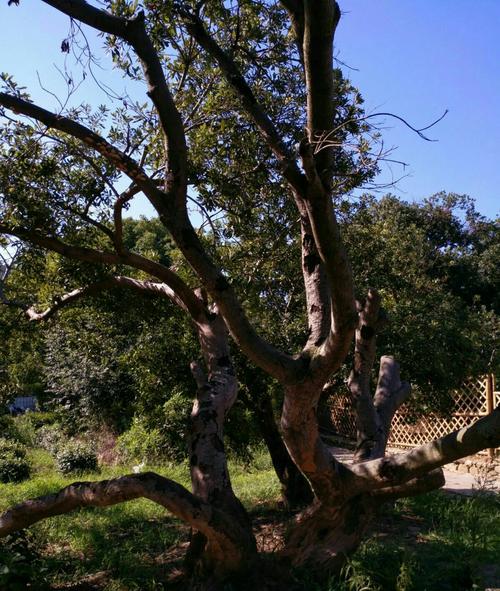 歪脖子树有没有历史的苍凉?