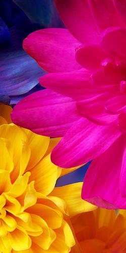 夏普aqous s3内置原生系统正版高清手机壁纸分享