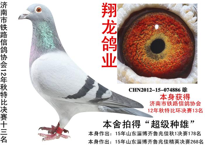 济南铁路特比13名x艾米尔.丹尼斯_翔龙鸽业_ ag188.爱