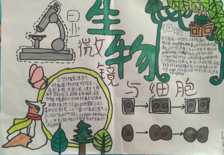 科尔沁实验初中2020级十班生物手抄报