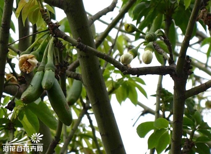 爪哇木棉图片