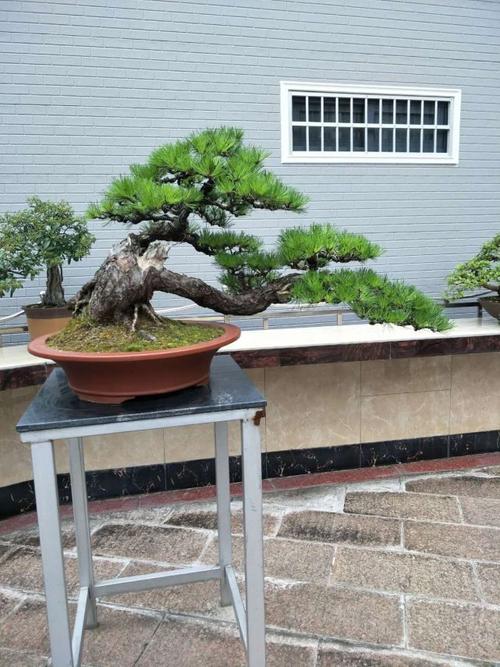 精品盆景欣赏图片