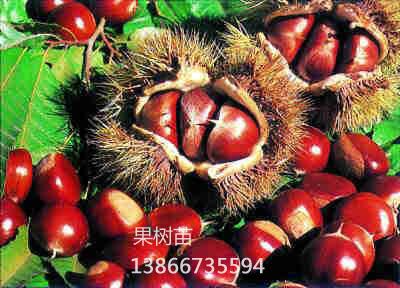 大红袍板栗