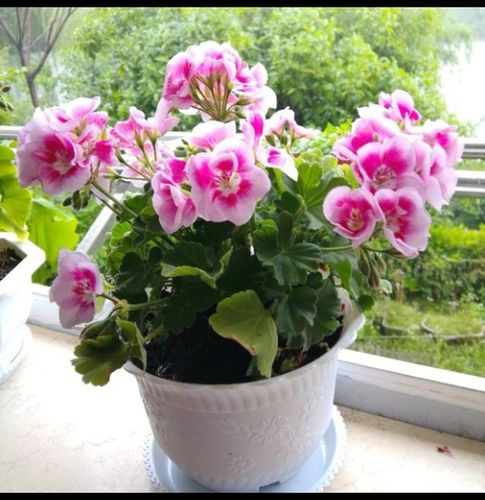 春天到了这样养天竺葵,叶绿花朵茂密,庭院更美丽了