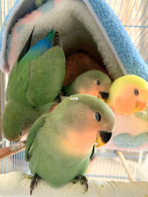 牡丹鹦鹉神奇睡姿99_鹦鹉_牡丹_牡丹鹦鹉_宠物_宠物