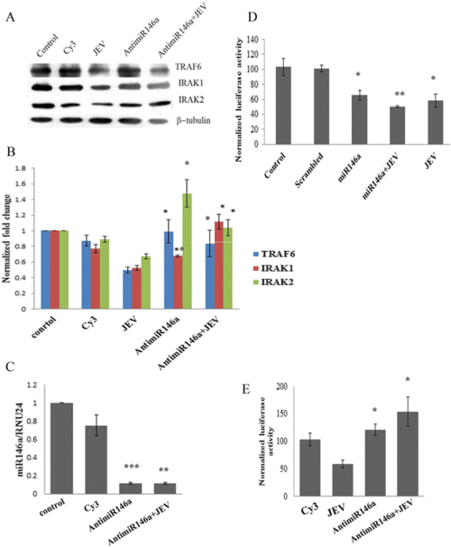 chme3 cells were transfected with 100 pmol anti-mir-146a.
