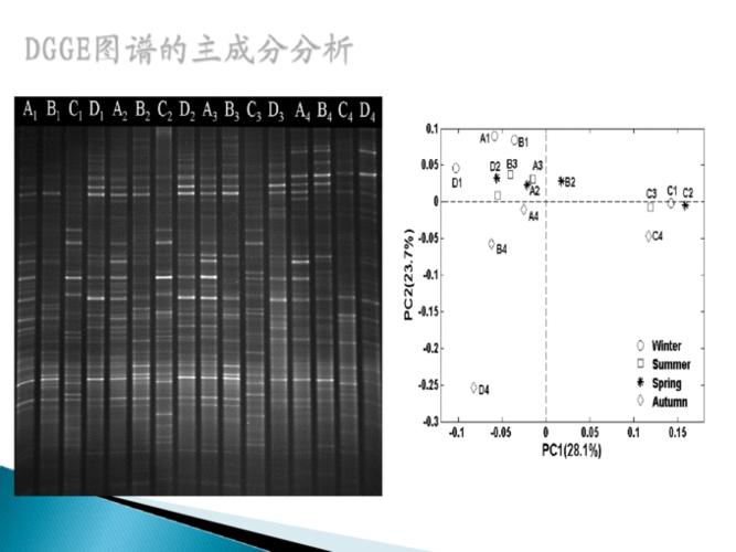 变性 梯度凝胶电泳 —— 从实验到分析