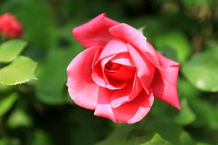 五月,又见月季花开
