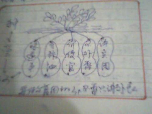 落花生板书简笔画