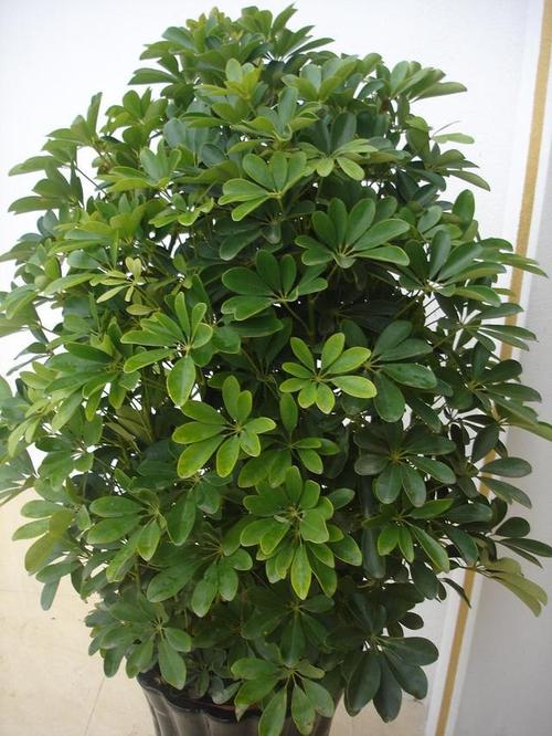 鸭脚木怎么养?记住2点,叶色浓绿枝叶繁茂观赏价值高