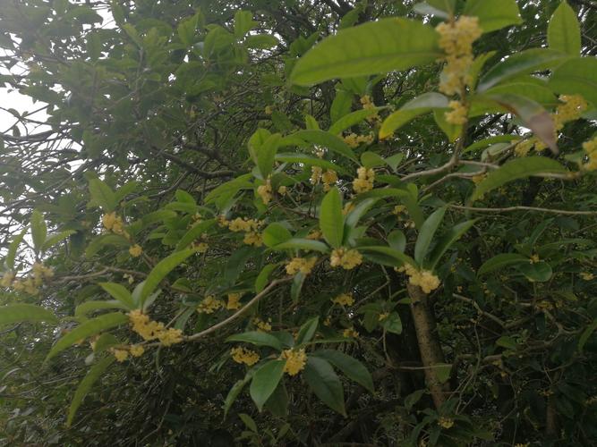 香气醉人的桂花树