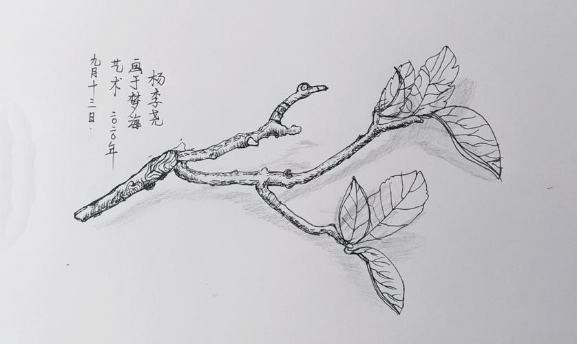 2020年梦海艺术秋季精英a班第一次速写作品——《线描写生-树枝》