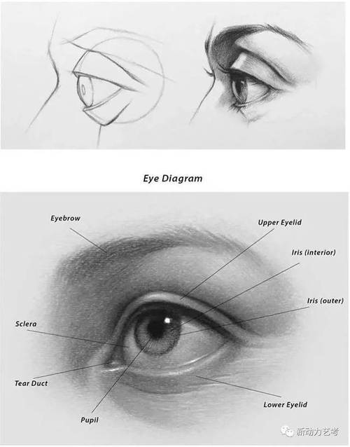 他画的素描结构步骤图,短短6天就狂吸粉270w