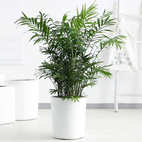 珍椰子树小型绿植盆栽办公室桌面植物北京同城绿植租摆租赁配送