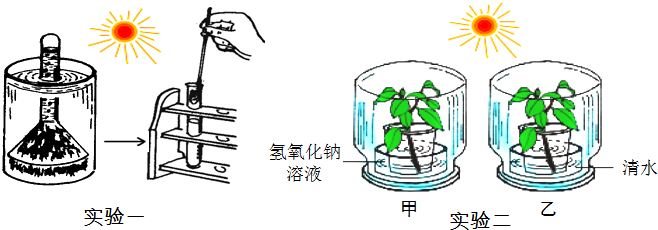 如图是有关绿色植物光合作用的两个实验的装置图,请据图并结合你平时