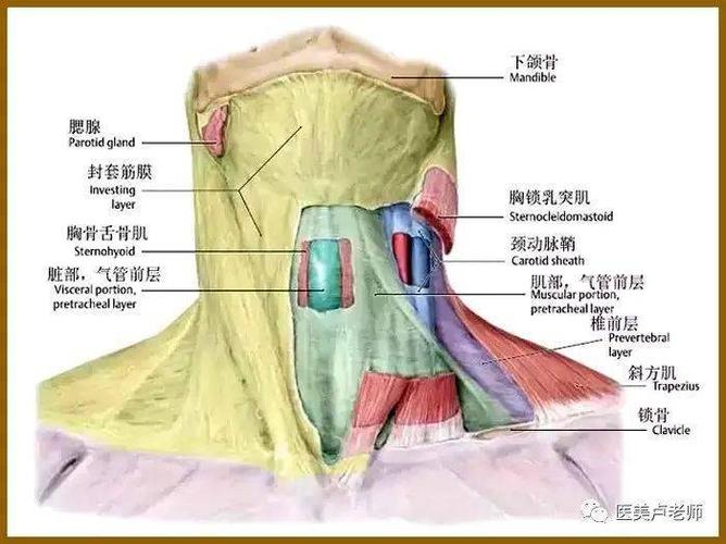 面部各韧带的解剖位置