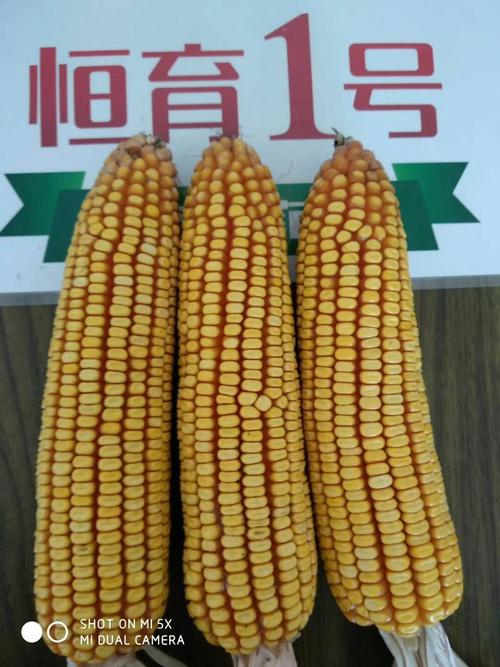 2650积温……2700积温的玉米新星品种?对,你说啥?