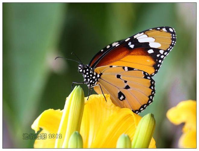 金斑蛱蝶